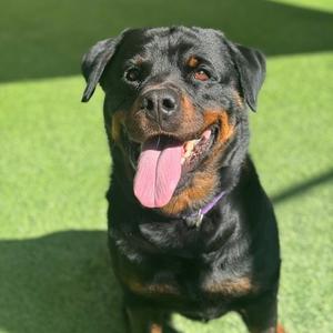 Shiba, Rottweiler, adult, available for adoption