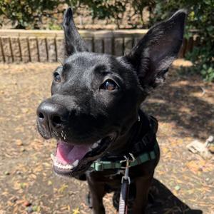 Toofie, Mixed Breed (Medium), available for adoption