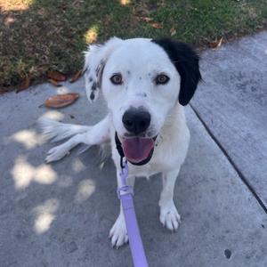 A white dog with black spots on its head and ears, wearing a purple leash, sitting on a sidewalk with its tongue out.