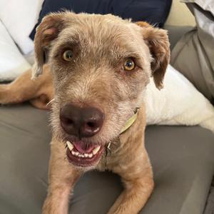 Wally, Mixed Breed (Medium), adult, available for adoption