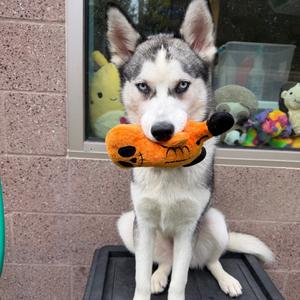 Jubilee, Mixed Breed (Medium), young, available for adoption