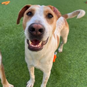 Stitch, Hound, adult, available for adoption