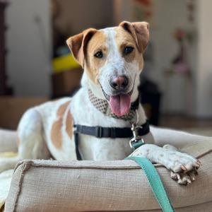 Stitch, Mixed Breed (Medium), adult, available for adoption