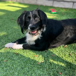 Sadie, Spaniel, young, available for adoption