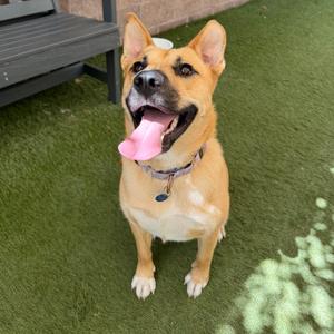 Frida, Mixed Breed (Medium), adult, available for adoption