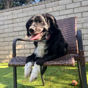 Val, Mixed Breed (Medium), young, available for adoption