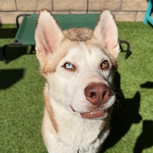 Rogue, Mixed Breed (Medium), adult, available for adoption