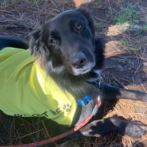 Jett, Mixed Breed (Medium), young, available for adoption