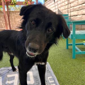 Jett, Mixed Breed (Medium), young, available for adoption
