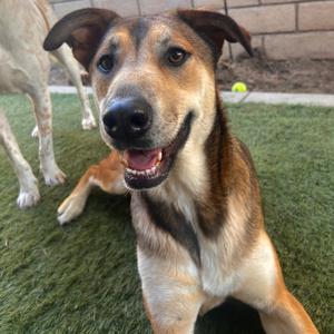 Lilo, Hound, adult, available for adoption