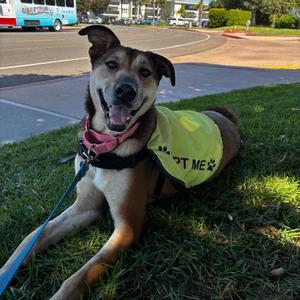 Lilo, Mixed Breed (Medium), adult, available for adoption