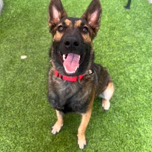 A happy German Shepherd dog sitting on green artificial grass, wearing a red collar, with its mouth open and tongue out.