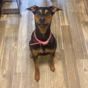A black and tan dog with pointed ears and a red collar sitting on a wooden floor.