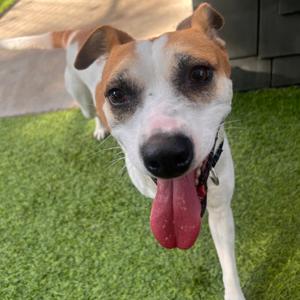 Patsy, Mixed Breed (Medium), young, available for adoption