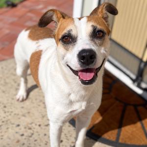 Patsy, Mixed Breed (Medium), young, available for adoption