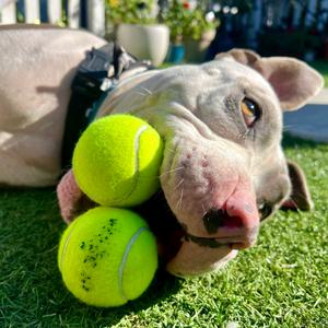 Roco, Mixed Breed (Medium), adult, available for adoption