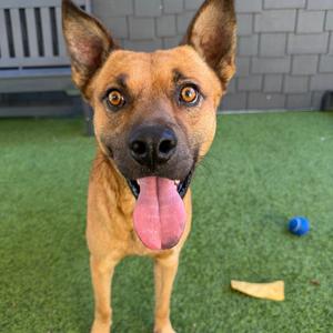 Knox, Mixed Breed (Medium), young, available for adoption