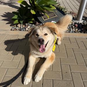 Ambrose, Mixed Breed (Large), adult, available for adoption