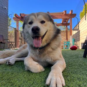 Ambrose, Mixed Breed (Large), adult, available for adoption