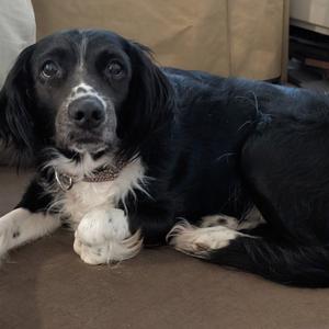A black and white dog with floppy ears lying on a brown surface.
