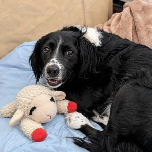 Macaron, Mixed Breed (Medium), adult, available for adoption