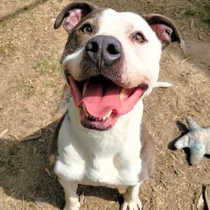 Papa John, Terrier, Pit Bull, adult, available for adoption