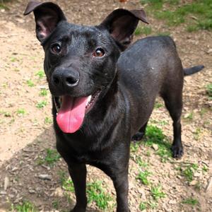 Alfalfa, Retriever, Black Labrador, adult, available for adoption
