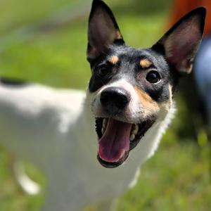 Chloe, Terrier, Rat, adult, available for adoption