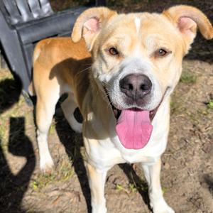 Forest, Retriever, Labrador, adult, available for adoption