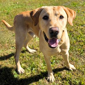 Milo, Retriever, Yellow Labrador, adult, available for adoption