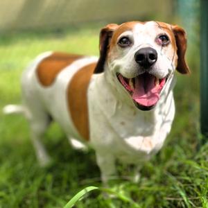 Elvis (aka Elvie), Beagle, senior, available for adoption
