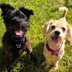 Gypsy, Schnauzer, senior, available for adoption