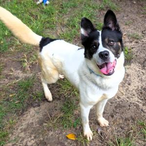 Dudley, Mixed Breed (Medium), adult, available for adoption