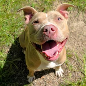 Leeta, Terrier, Pit Bull, adult, available for adoption