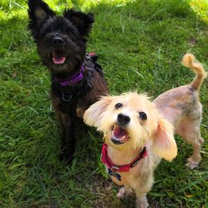 Lily, Terrier, senior, available for adoption