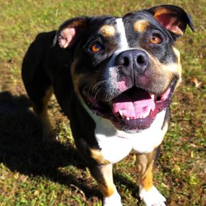Zack, Terrier, Pit Bull, adult, available for adoption