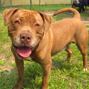 A brown dog standing on grass with its tongue out, looking at the camera.
