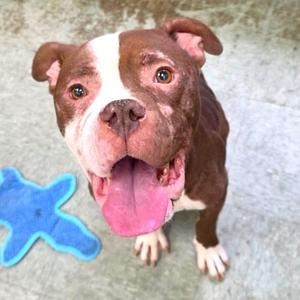 Gary, Boxer, adult, available for adoption
