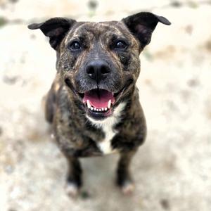 Veruca, Mixed Breed (Medium), adult, available for adoption