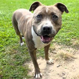 Lucita, Terrier, American Pit Bull, adult, available for adoption