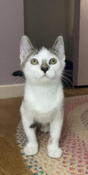 Harris, kitten, available for adoption