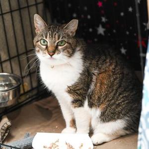 Musha, senior, available for adoption