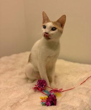 A white cat with blue eyes sitting on a soft surface, playing with a colorful toy.