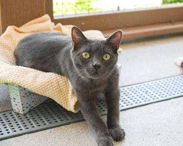 Leodis, kitten, available for adoption