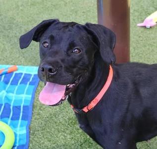 Harley, Mixed Breed, adult, available for adoption