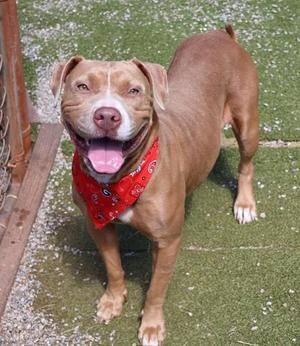 A brown dog wearing a red bandana stands on a green artificial turf surface.