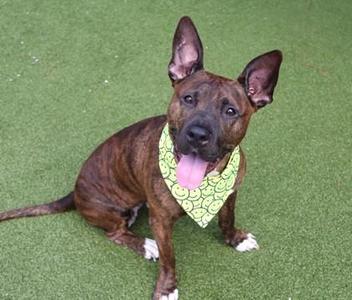 A brown and black dog wearing a green bandana with a smiley face pattern, sitting on a green artificial turf surface.