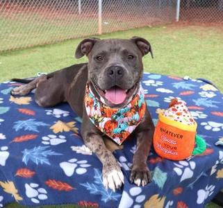 Rock-Project Homebound, Mixed Breed, young, available for adoption