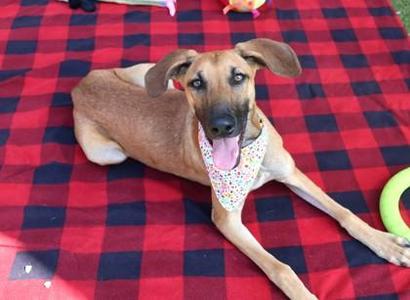 Eileen, Mixed Breed, young, available for adoption