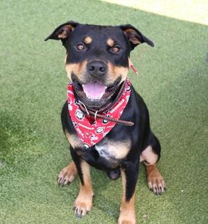 A black and tan dog wearing a red bandana, sitting on green artificial turf.